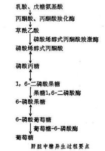 糖酵解途徑 糖酵解途徑