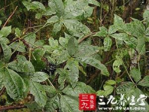 腋毛藤五加（變種）