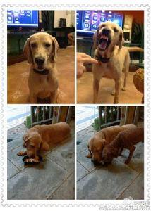 家有惡犬 家有惡犬