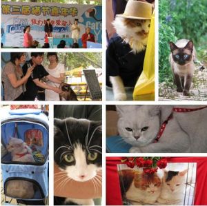 貓節嘉年華 貓節嘉年華