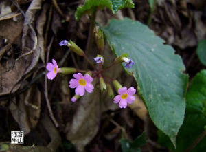 馬關報春 馬關報春