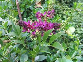 網路崖豆藤 網路崖豆藤