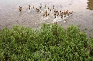 石首麋鹿國家級自然保護區 石首麋鹿國家級自然保護區