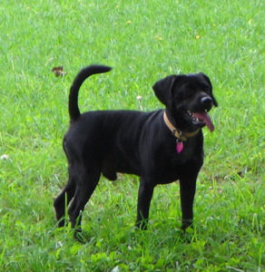 帕特大勒梗犬 帕特大勒梗犬