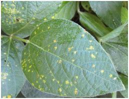 大豆霜霉病 大豆霜霉病