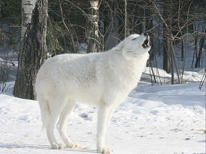 北極狼