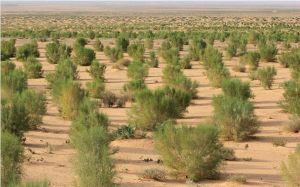 科爾沁沙地(吉林)生態示範區 科爾沁沙地(吉林)生態示範區