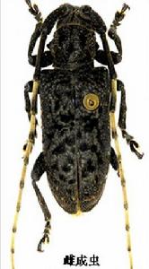 白芒錦天牛 白芒錦天牛
