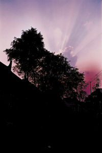 安豐五穀樹 安豐五穀樹