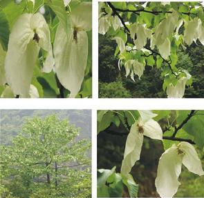 壺瓶山自然保護區