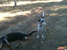 德國剛毛指示犬