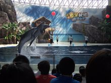 海獸城堡內的“海豚表演”