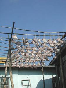 台灣雅美人雅美人家的晾魚乾架子