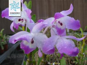 矩唇石斛 矩唇石斛