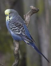 虎皮鸚鵡黃臉原始藍