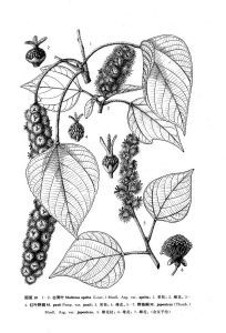 紅葉野桐 紅葉野桐