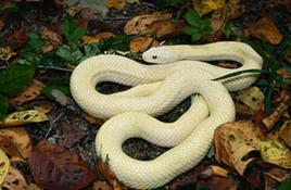 岩國白蛇 岩國白蛇