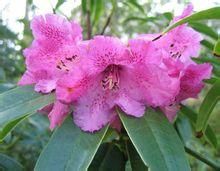 光柱杜鵑(變種) 光柱杜鵑(變種)