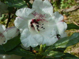 盤萼杜鵑 盤萼杜鵑