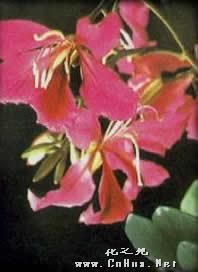 洋紫荊花 洋紫荊花