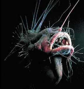 深海世界兇猛怪物 深海世界兇猛怪物