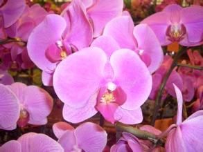 心瓣黑頂黃堇 心瓣黑頂黃堇