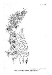 長戟橐吾 長戟橐吾