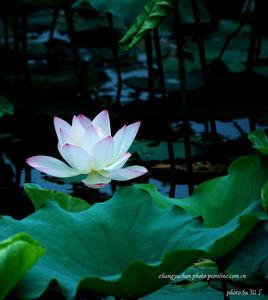 暮熱游荷池上 暮熱游荷池上