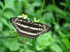 鏈環蛺蝶 鏈環蛺蝶