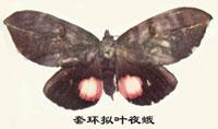 套環擬葉夜蛾 套環擬葉夜蛾