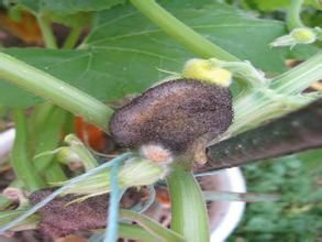 西葫蘆匍枝根霉腐爛病 西葫蘆匍枝根霉腐爛病