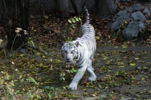 白化孟加拉虎