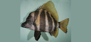 尖吻棘鯛 尖吻棘鯛