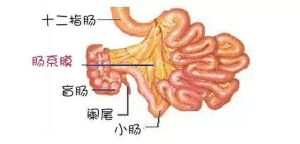 腸系膜