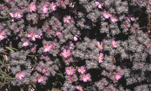 瓣鱗花科 瓣鱗花科