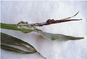 高粱柱黑穗病<a name="ref_[1]"></a>