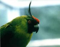 角鸚鵡