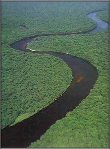非洲剛果盆地熱帶雨林區