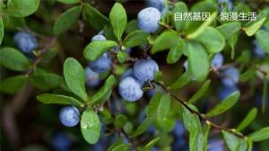 藍莓果