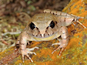 卡賓條紋蛙 卡賓條紋蛙