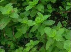 森林薄荷 森林薄荷