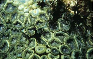 非洲異瓜參 非洲異瓜參