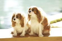 查理士王小獵犬