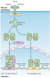 α干擾素抗病毒和免疫調節信號通路