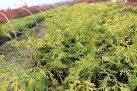 黃金花柏 黃金花柏