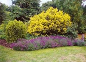 黃葉二翅銀鐘花