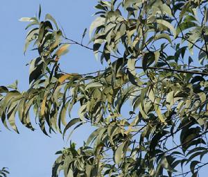 厚莢相思 厚莢相思