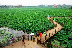 相城區荷塘月色濕地公園 相城區荷塘月色濕地公園