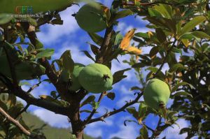 西藏木瓜 西藏木瓜