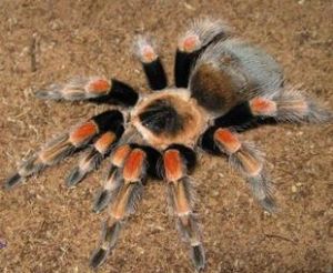 墨西哥紅膝頭蜘蛛 墨西哥紅膝頭蜘蛛